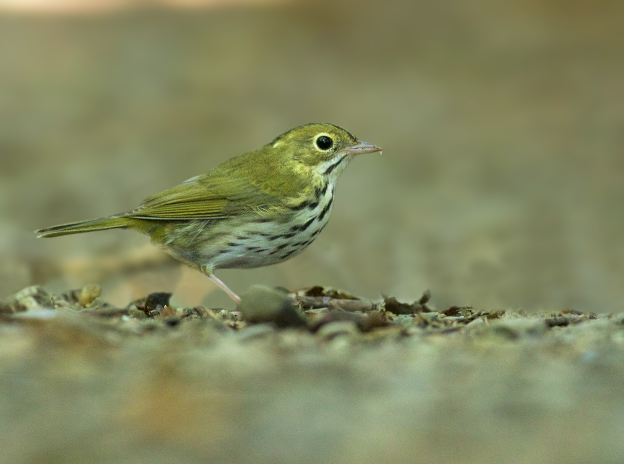 Ovenbird