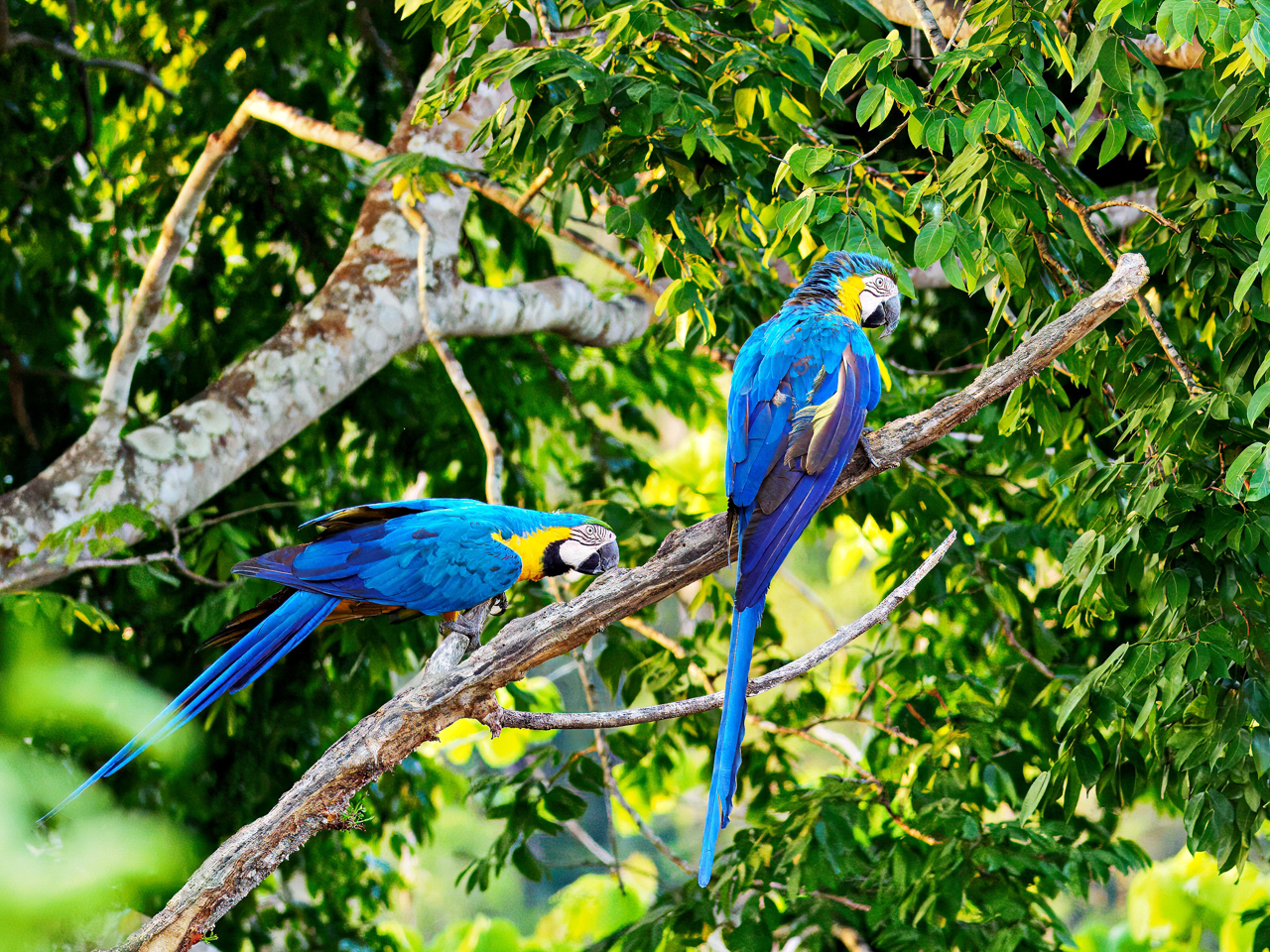 Blue-and-yellow Macaws