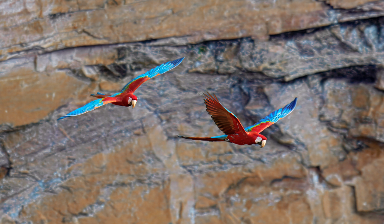 Red-and-green Macaw