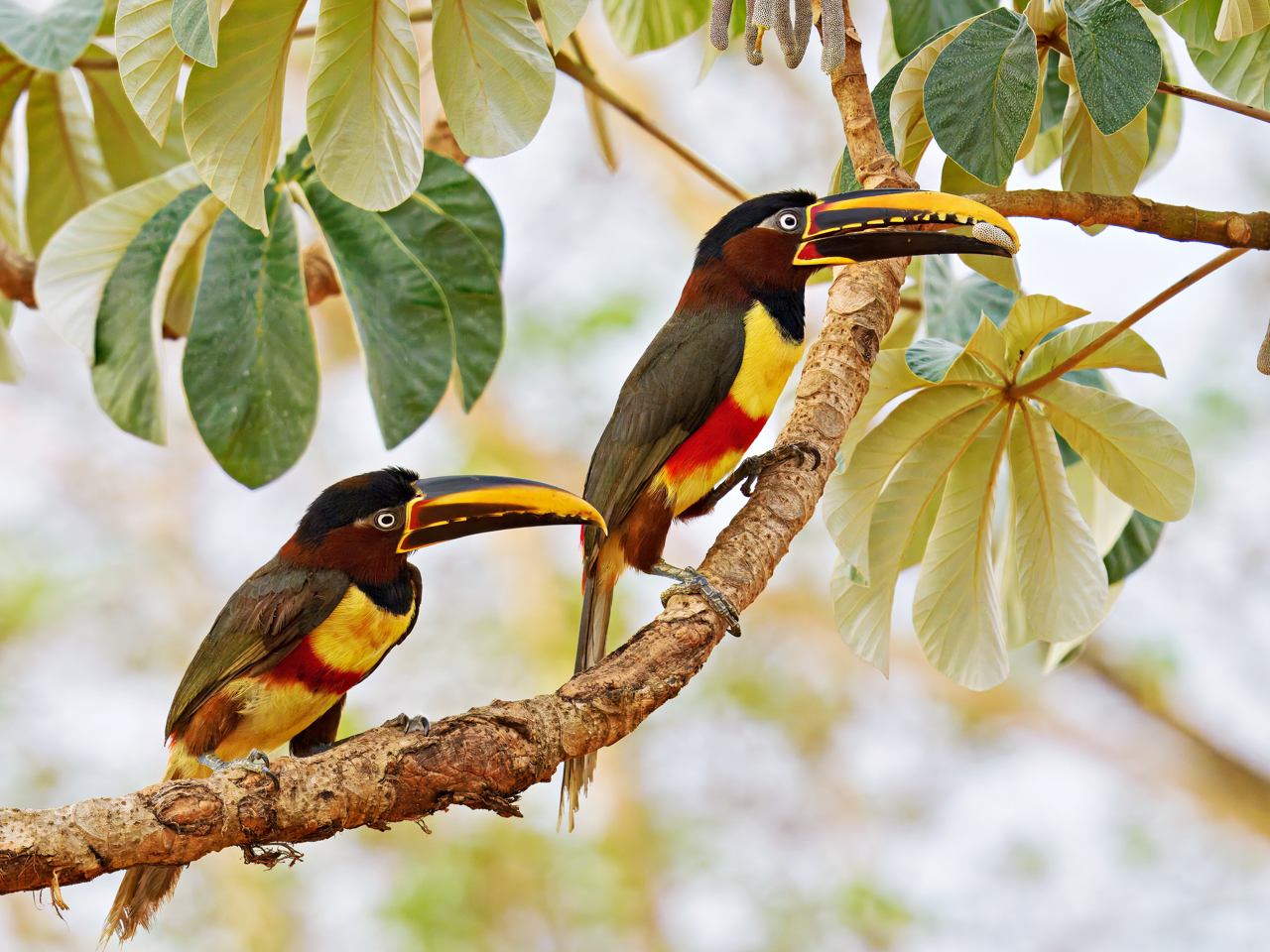 Chestnut-eared Aracari