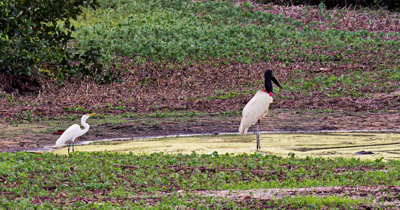 Jabiru & Great Egret