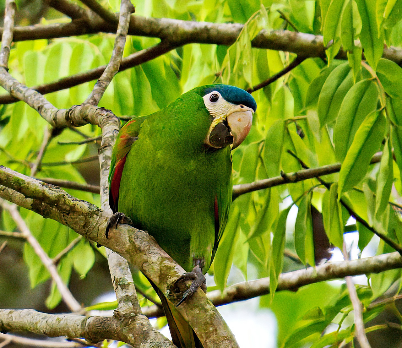 Red-shouldered Macaw