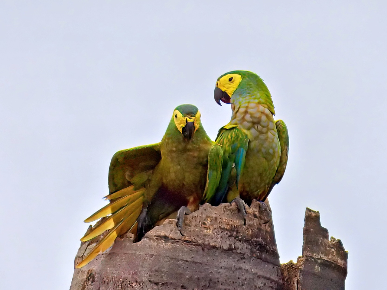 Red-bellied Macaw