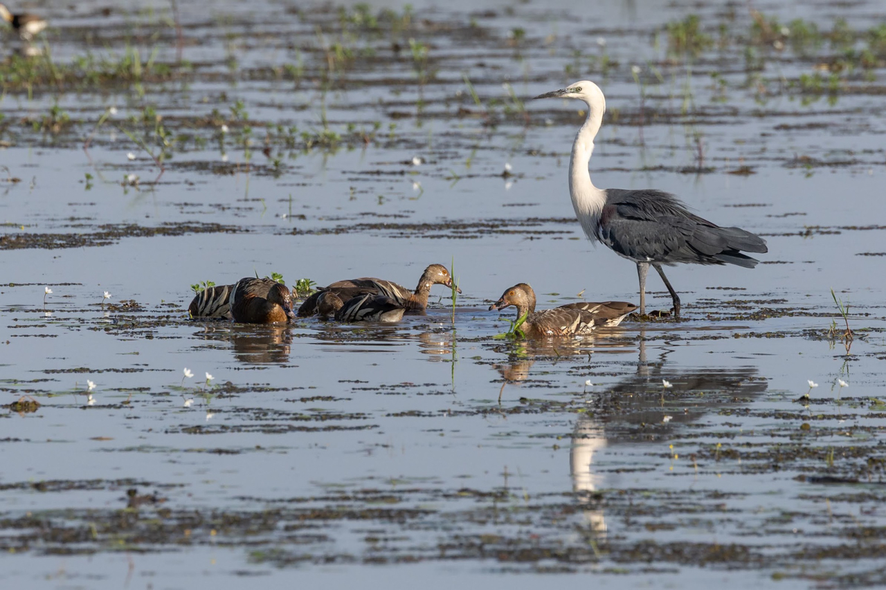 Pacific Heron and Plumed Whistling Ducks