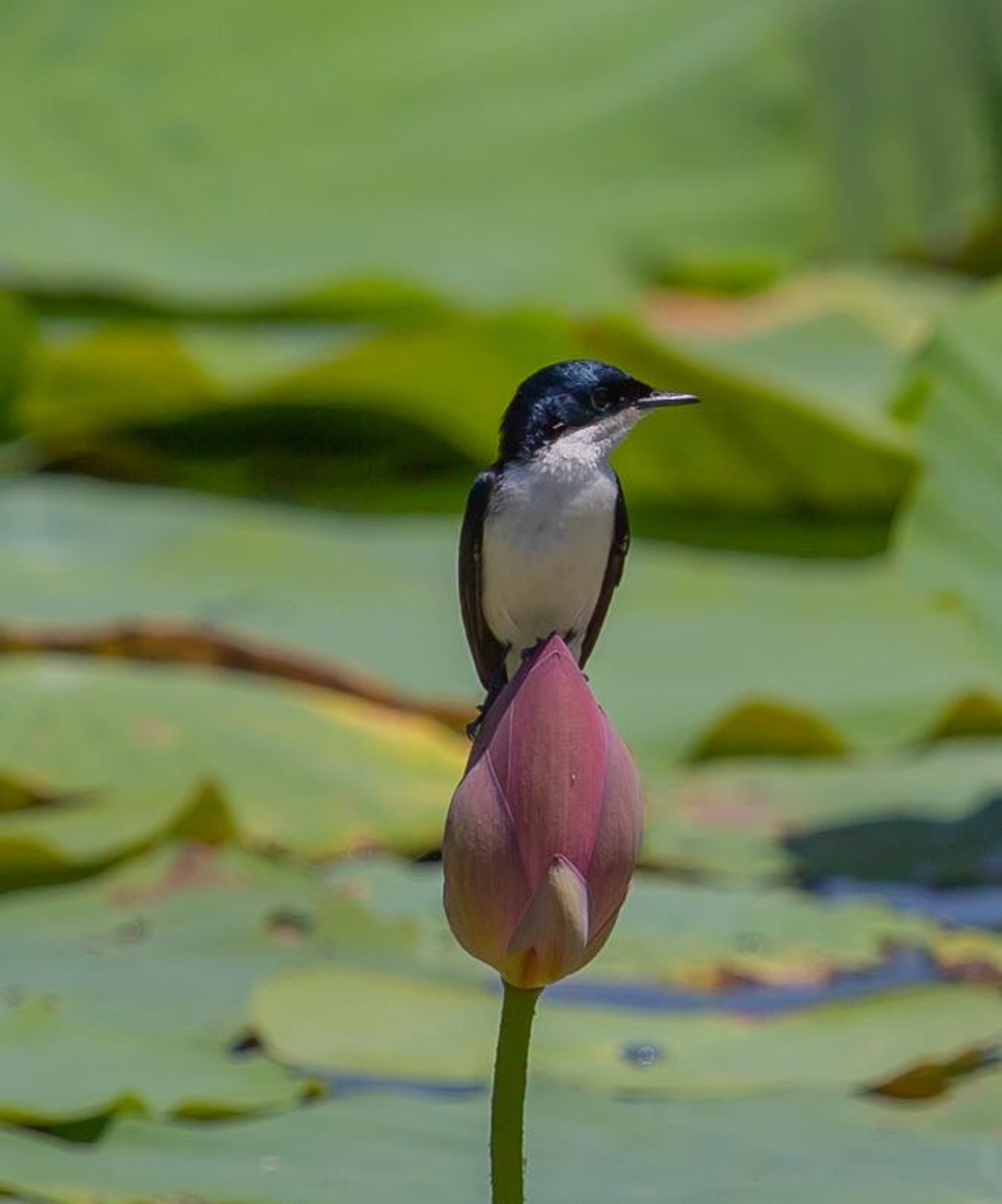 Paperbark Flycatcher