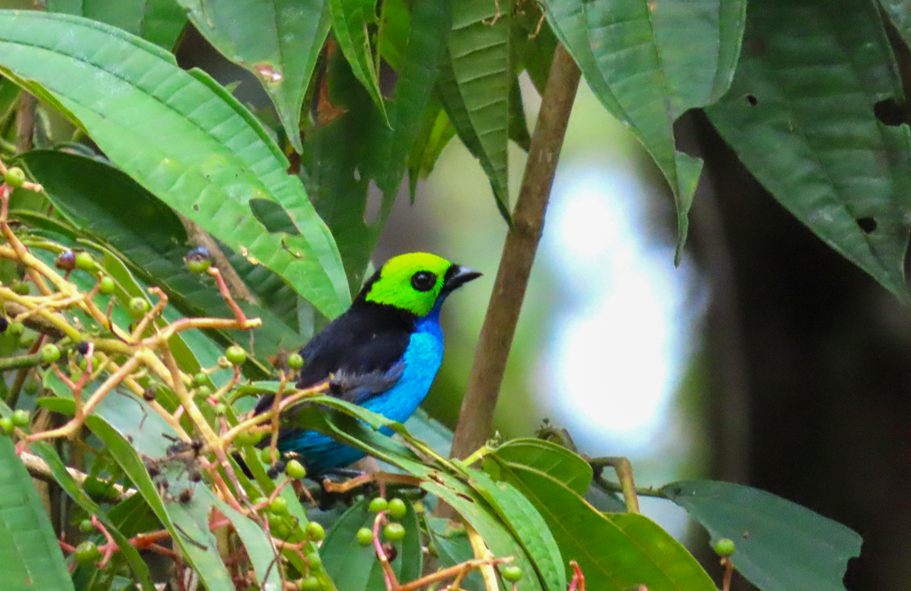 Paradise Tanager