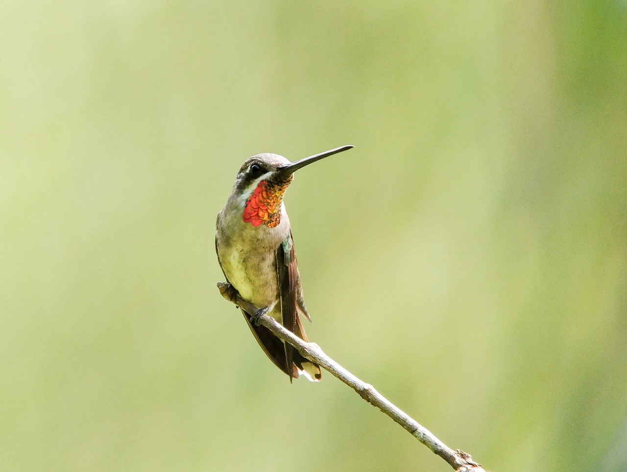 Plain-capped Starthroat