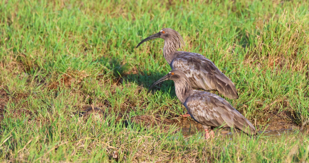 Plumbeous Ibis