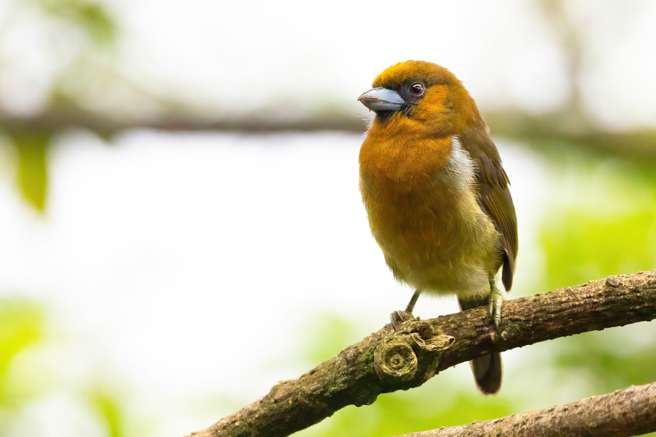 Prong-billed Barbet