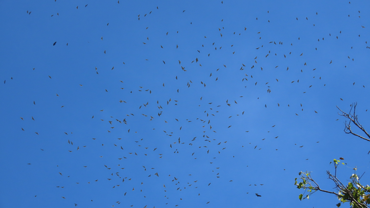 Raptor Migration