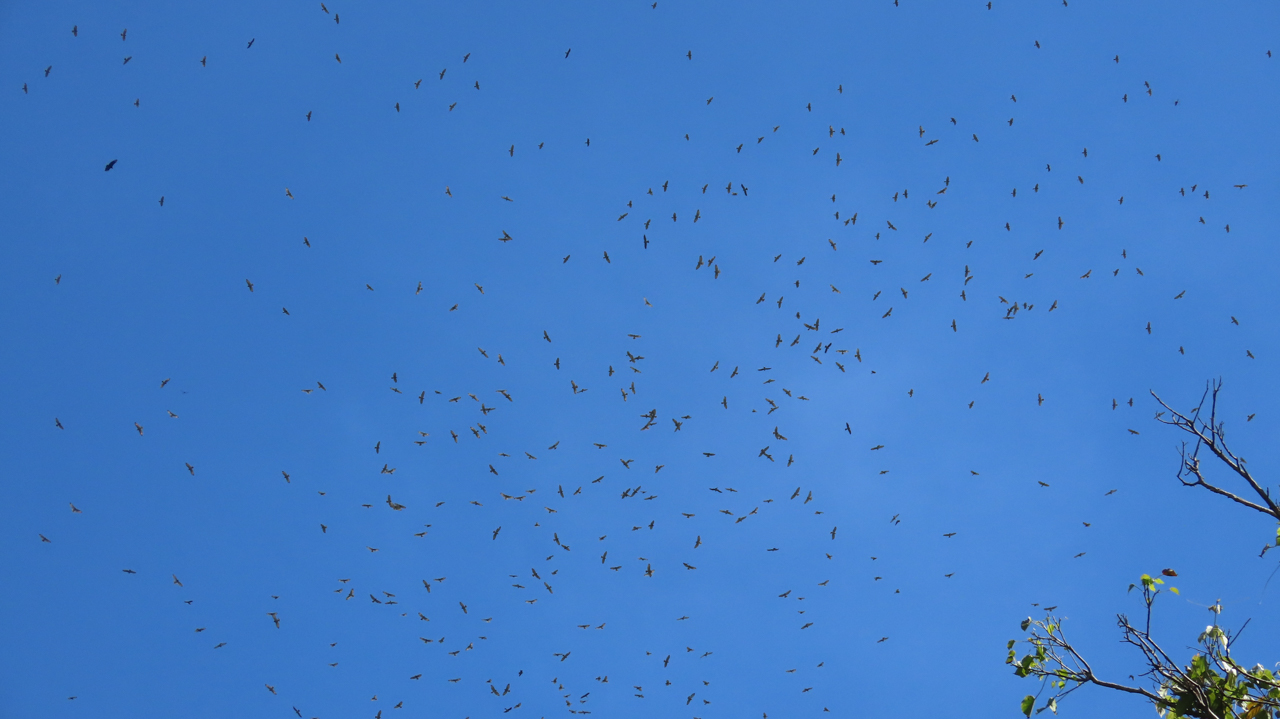 Raptor Migration