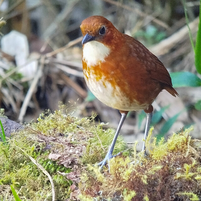 Red-and-white Antpitta