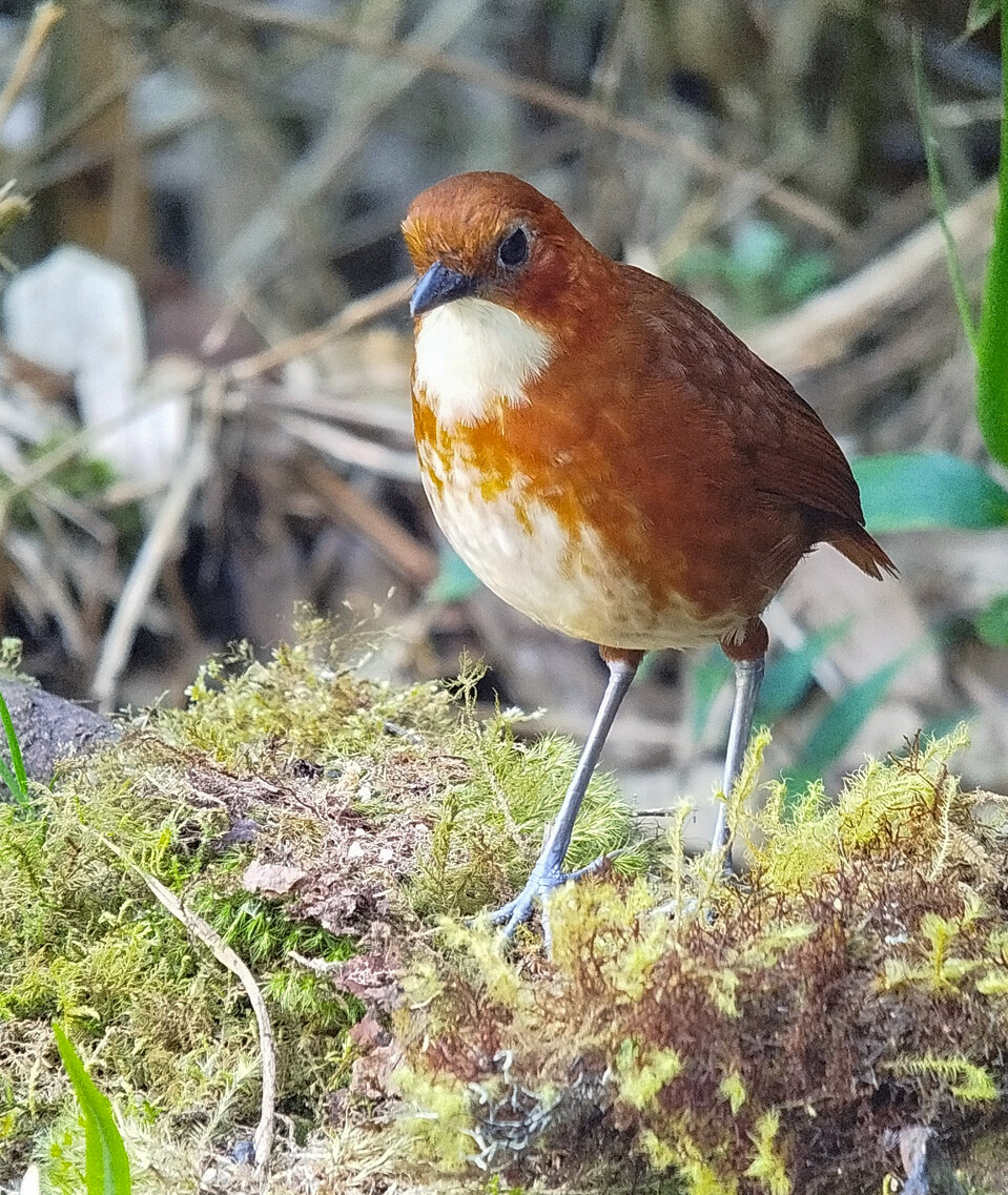 Red-and-white Antpitta