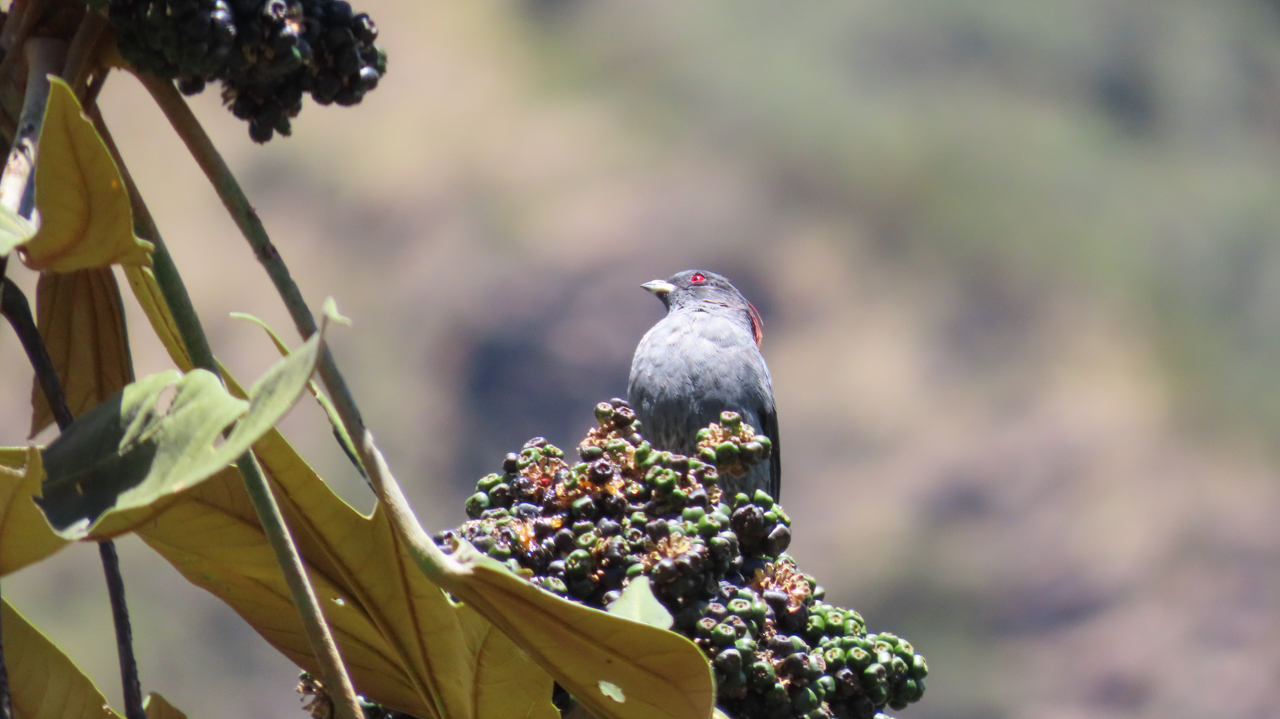 Red-crested Cotinga