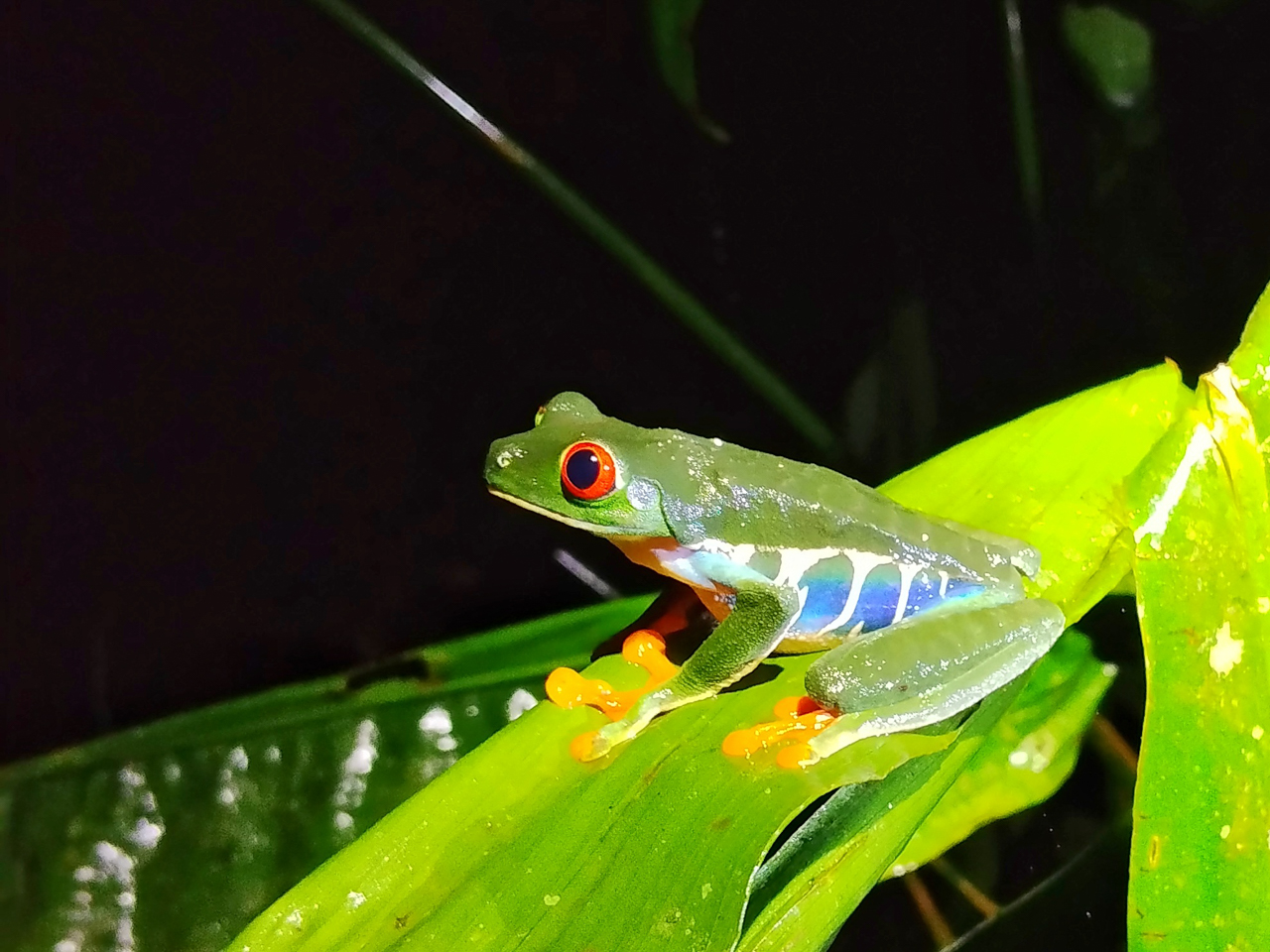 Red-eyed Leaf-Frog