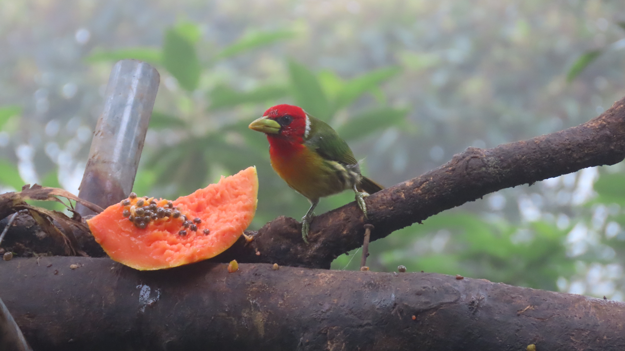Red-headed Barbet