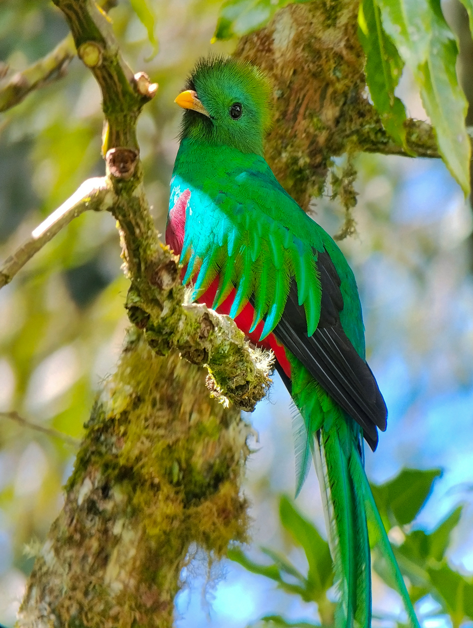 Resplendent Quetzal