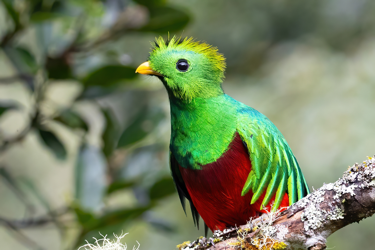 Resplendent Quetzal
