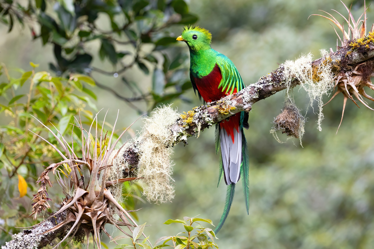 Resplendent Quetzal