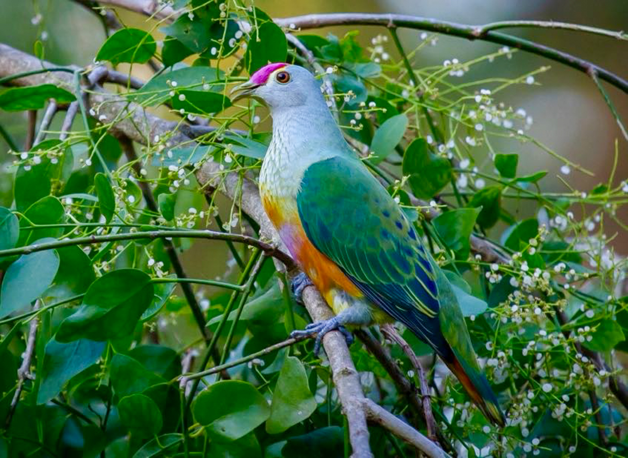 Rose-crowned Fruit-Dove