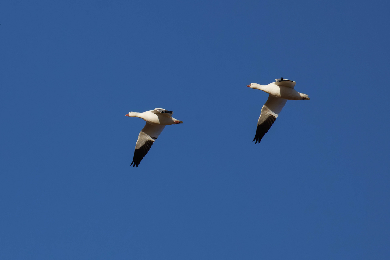 Ross Geese in flight