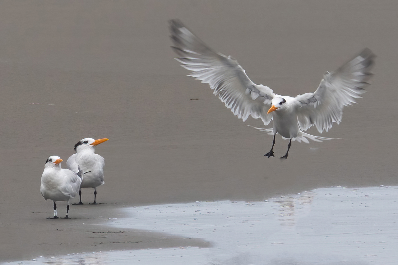 Royal Tern (banded)
