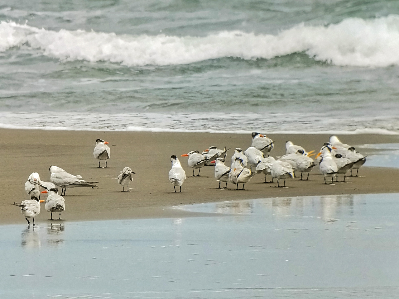 Royal and Gull-billed Terns