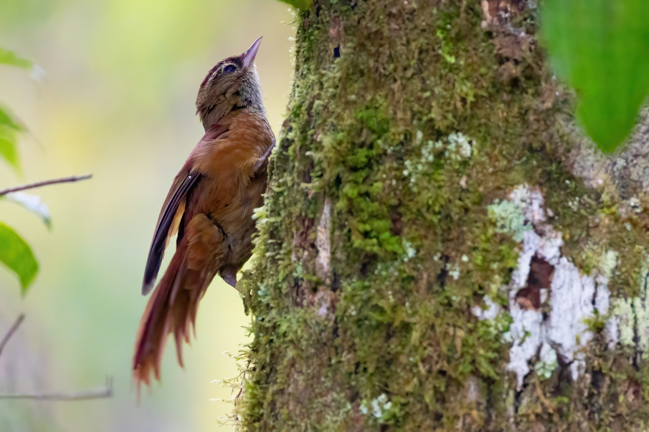 Ruddy Treerunner