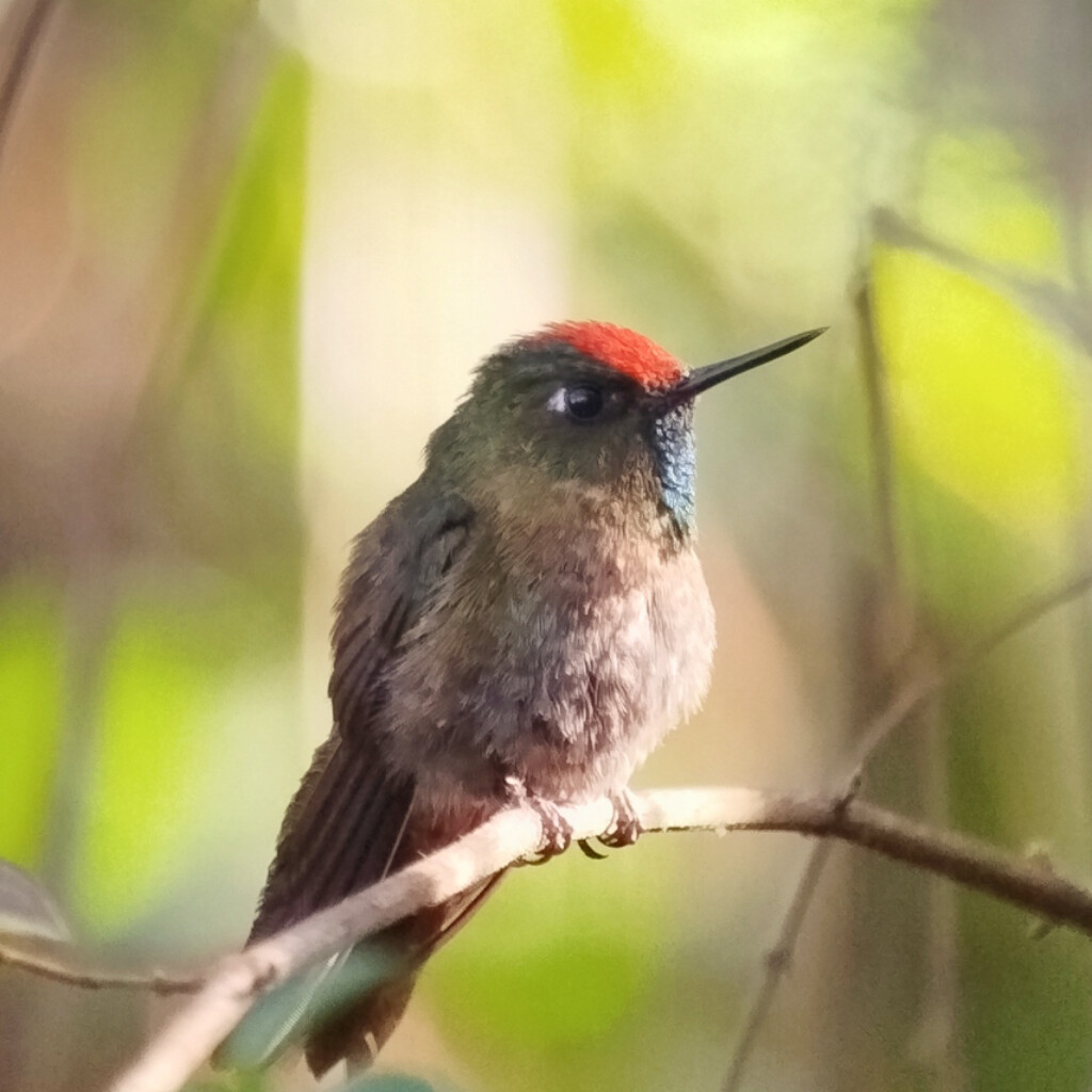 Rufous-capped Thornbill
