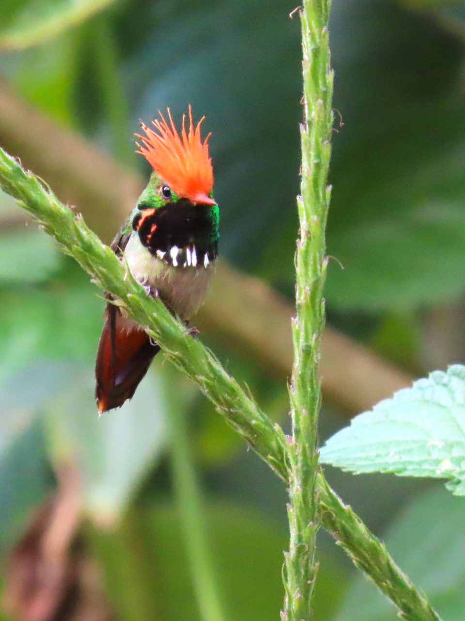 Rufous-crested Coquette