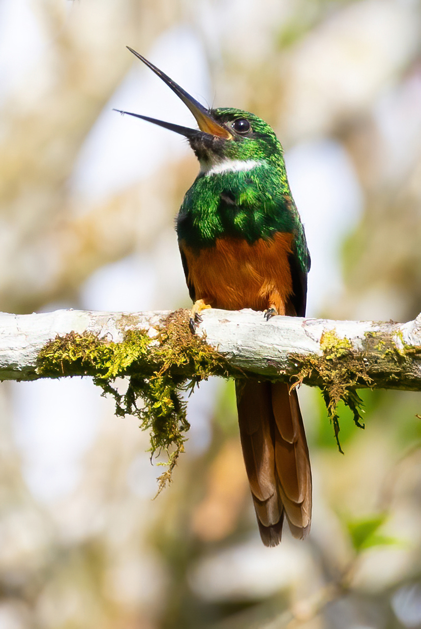 Rufous-tailed Jacamar