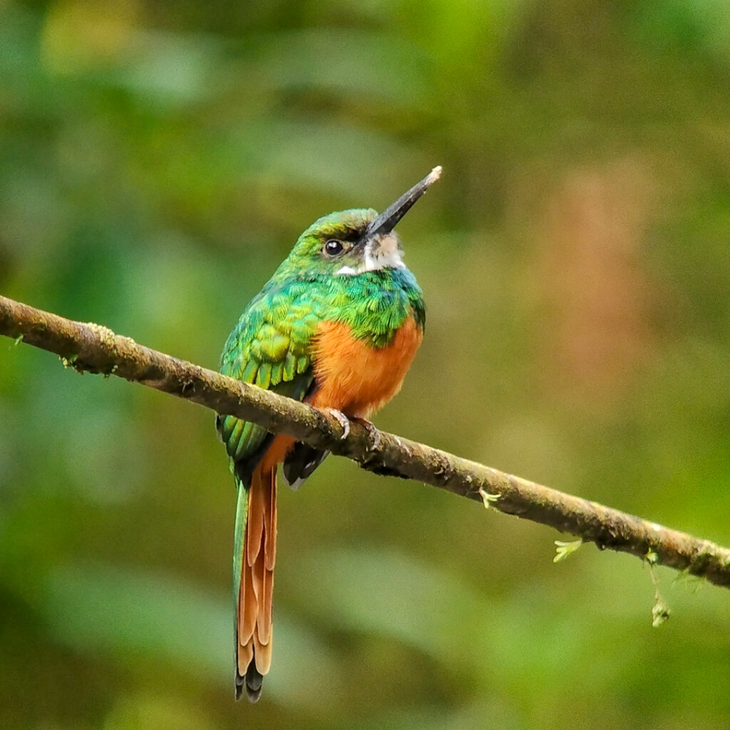 Rufous-tailed Jacamar