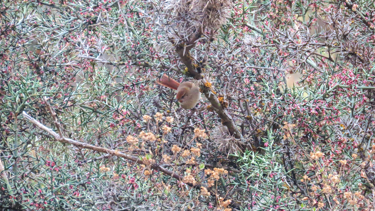 Rusty-fronted Canastero