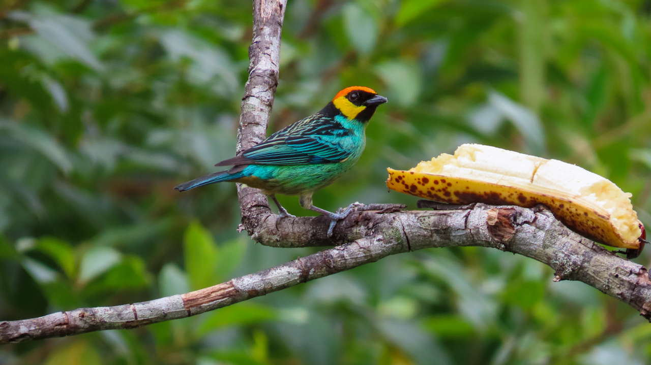 Saffron-crowned Tanager