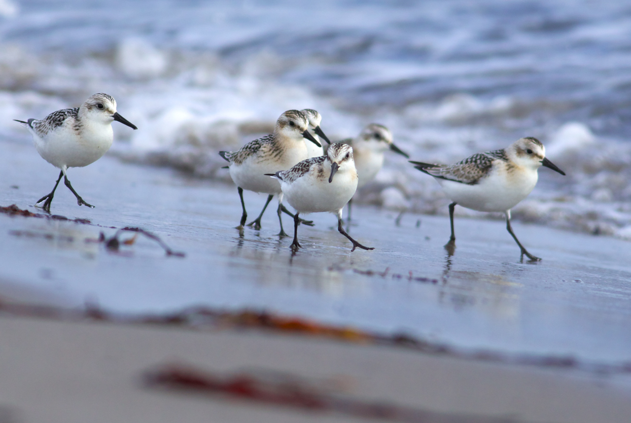 Sanderlings