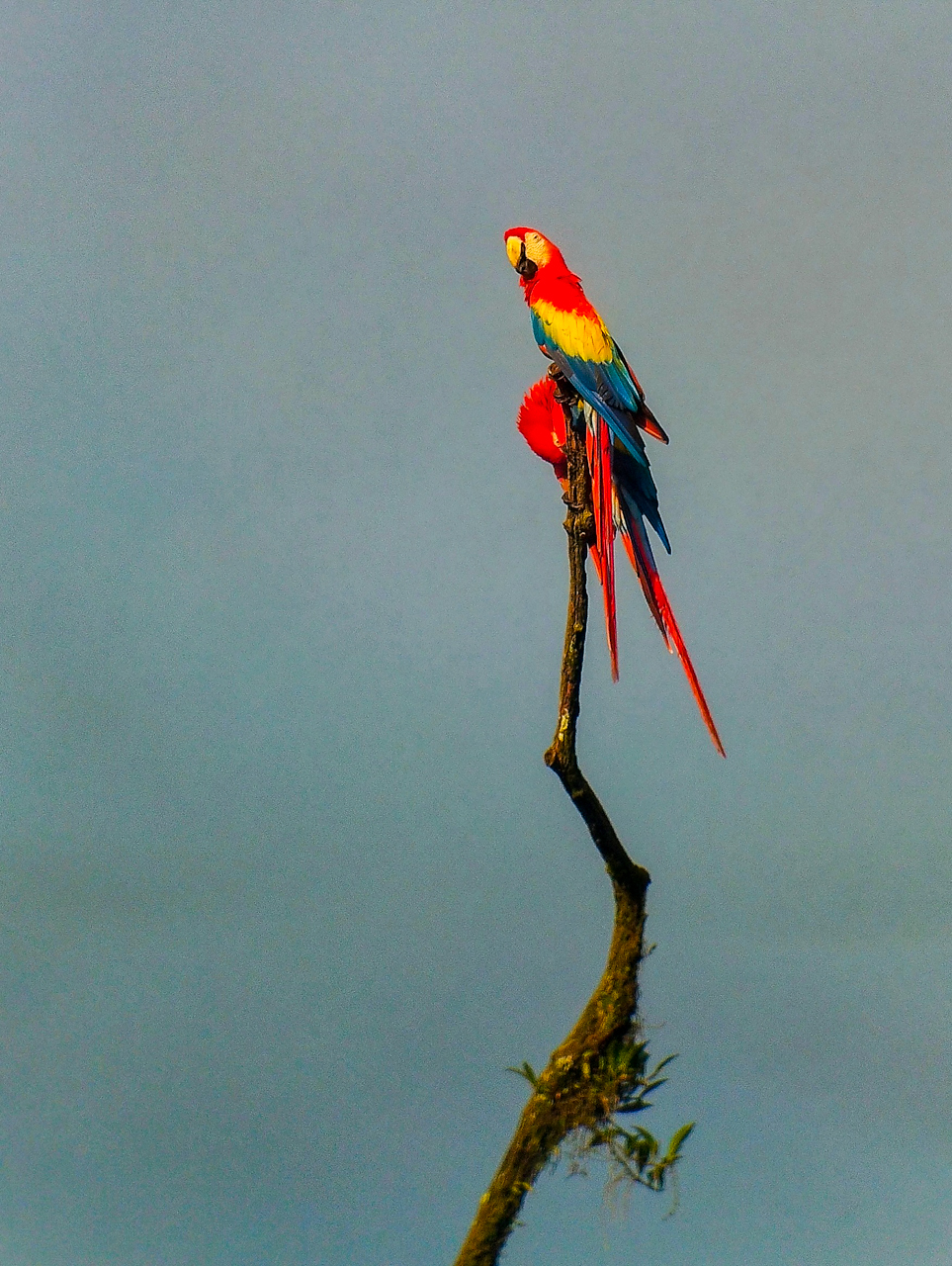 Scarlet Macaws