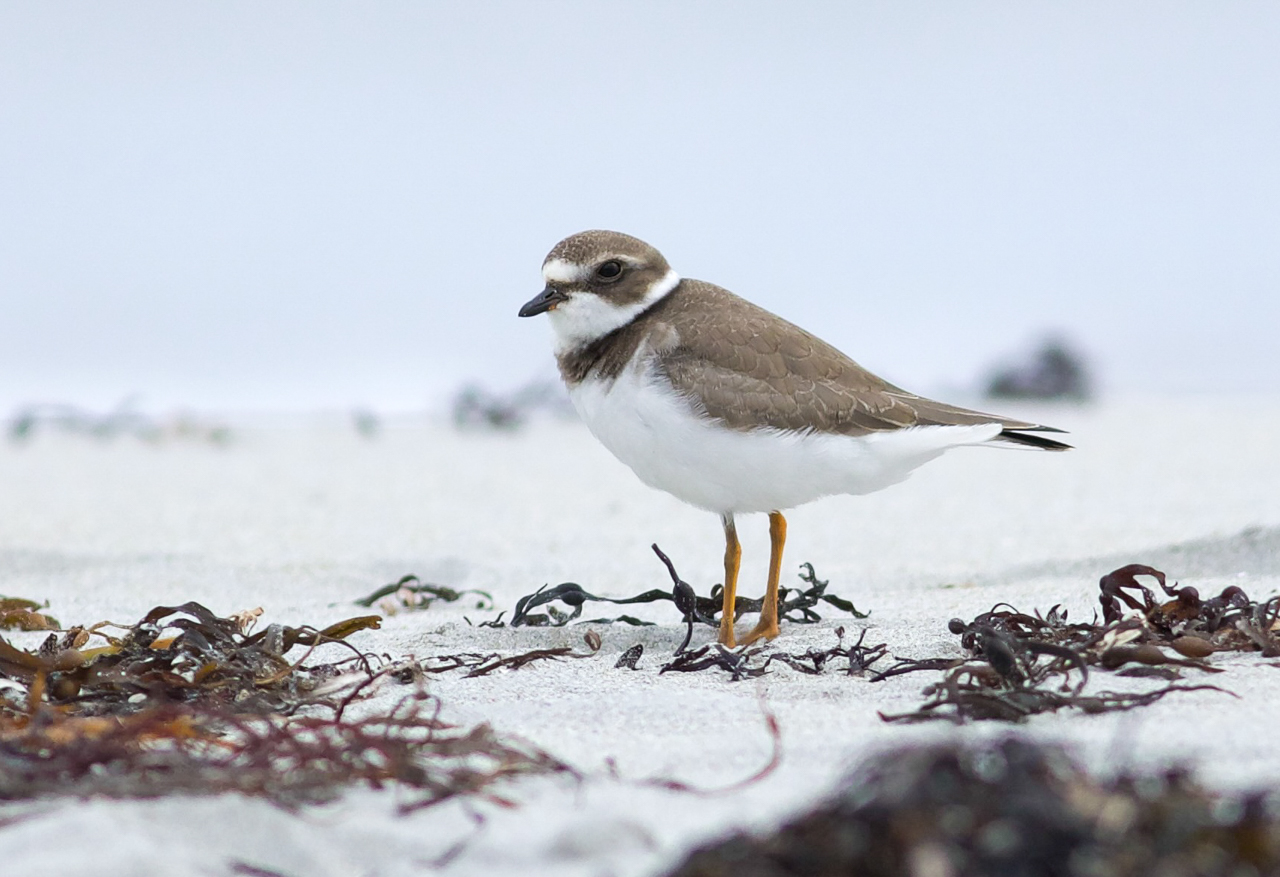 Semipalmated Plover 