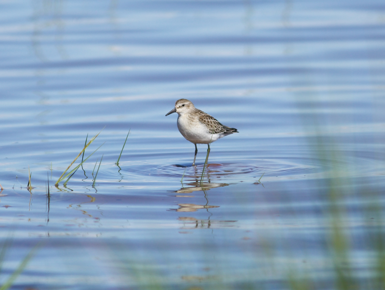 Semipalmated Sandpiper