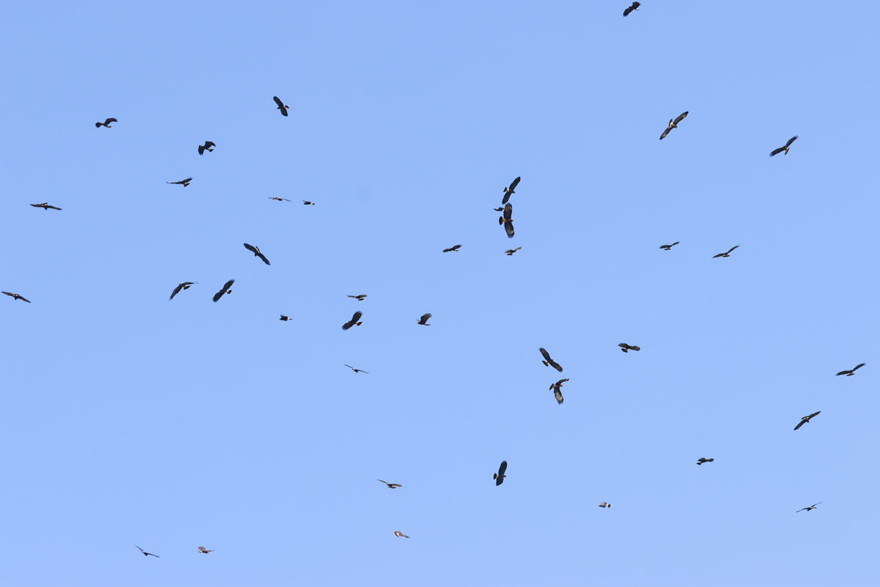 Snail Kite