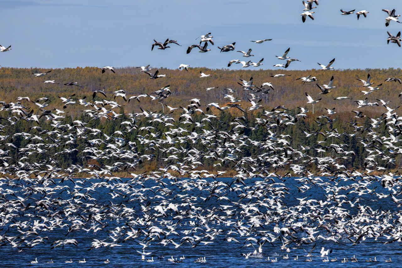 Snow Geese taking flight