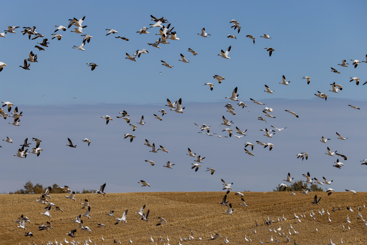 Snow Geese in flight