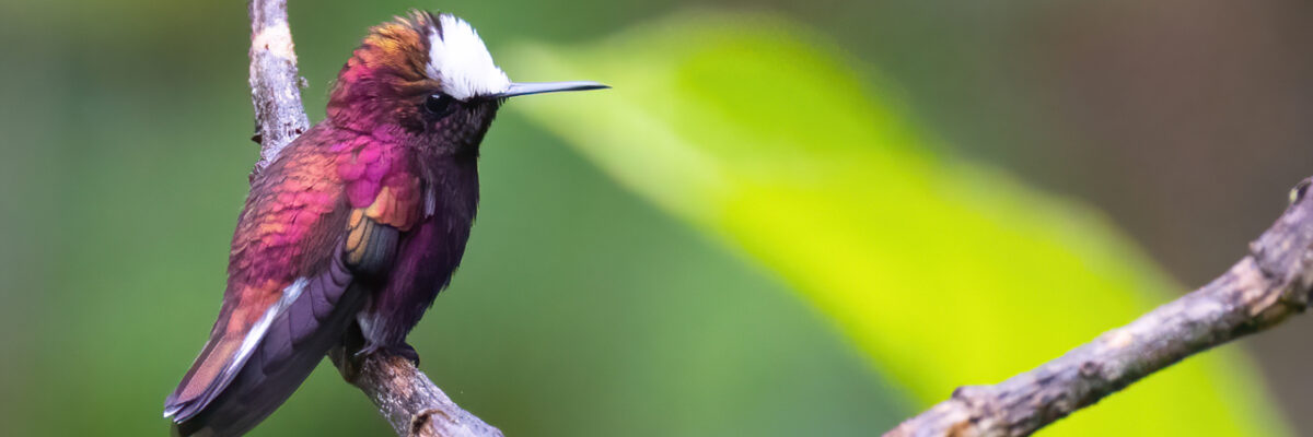 Costa Rica: Caribbean Trip Report (Oct 1 - 13, 2026)