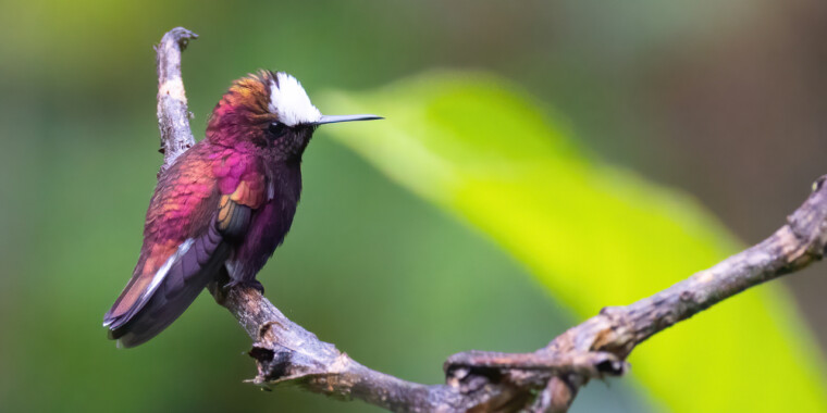Costa Rica: Caribbean Trip Report (Oct 1 - 13, 2026)