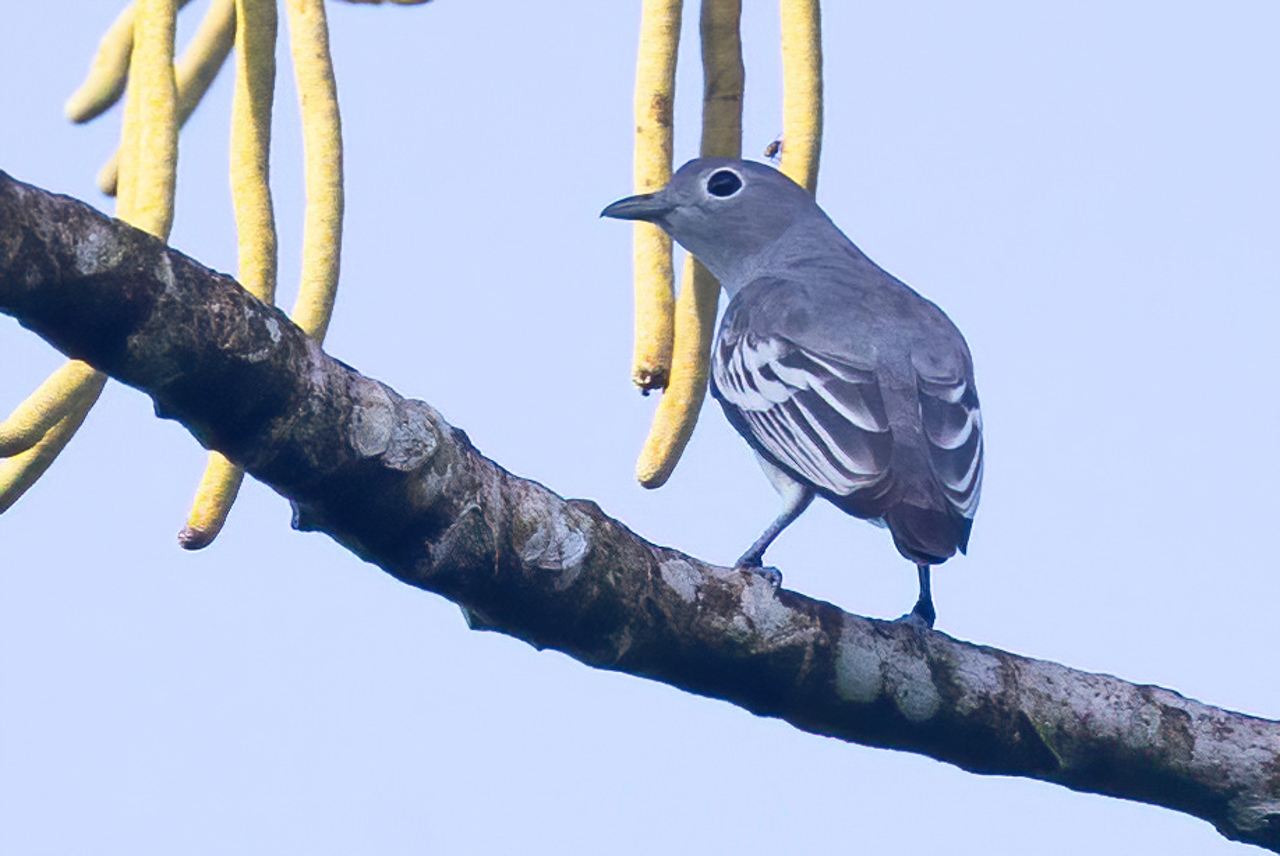 Snowy Cotinga