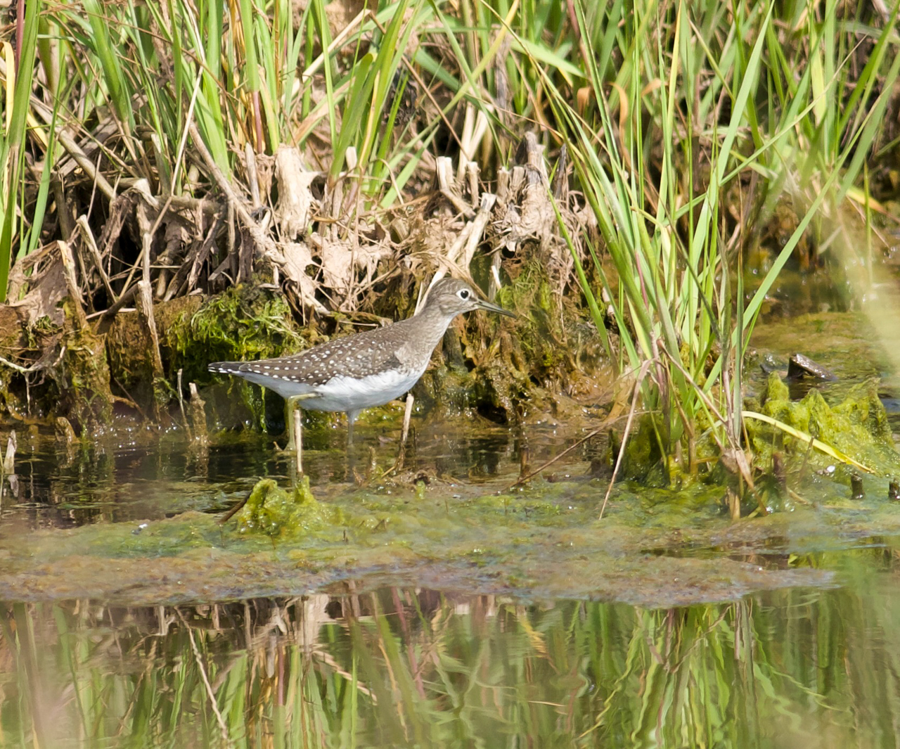 Solitary Sandpiper