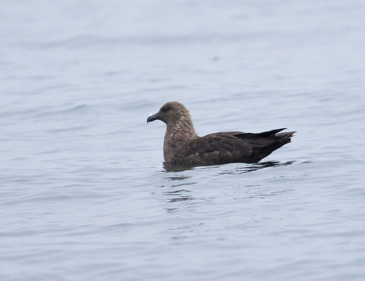 South Polar Skua 