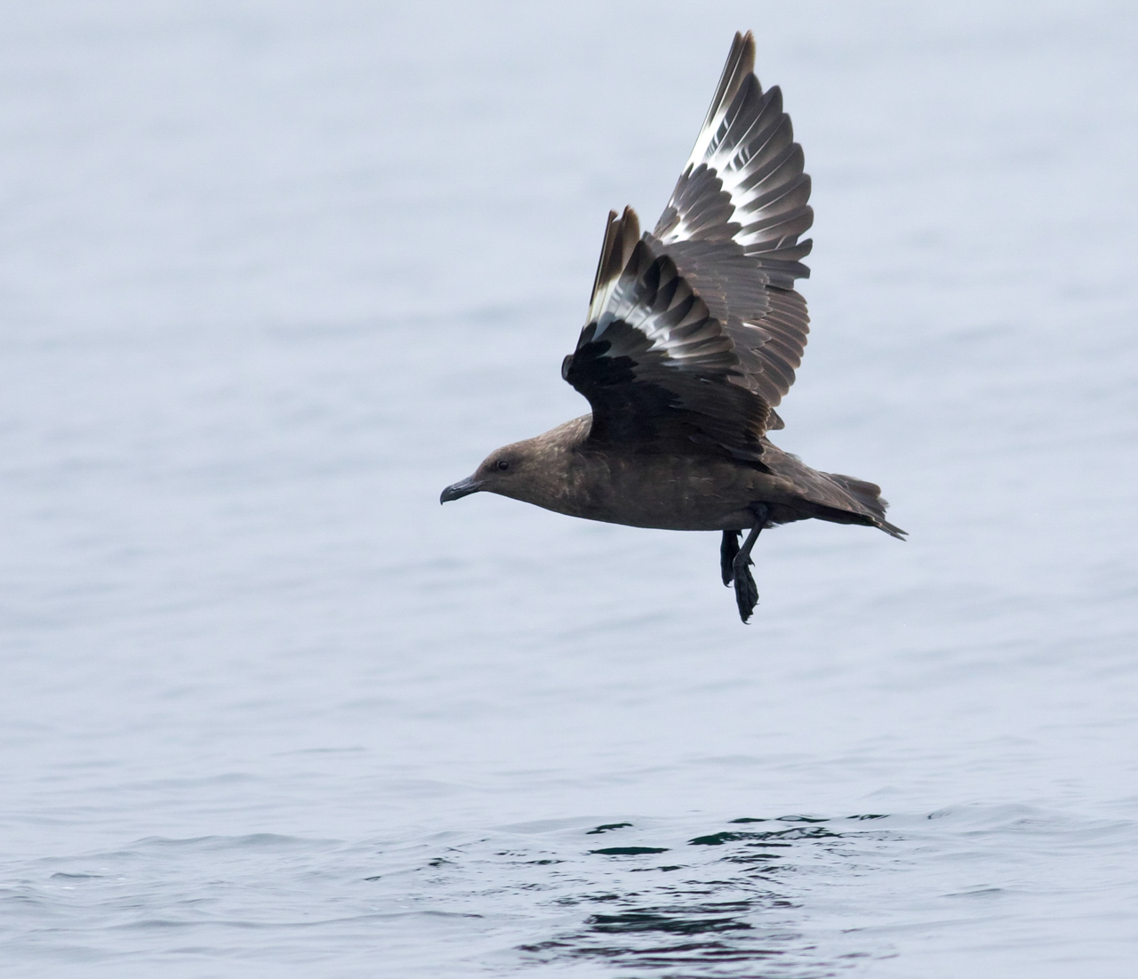 South Polar Skua 