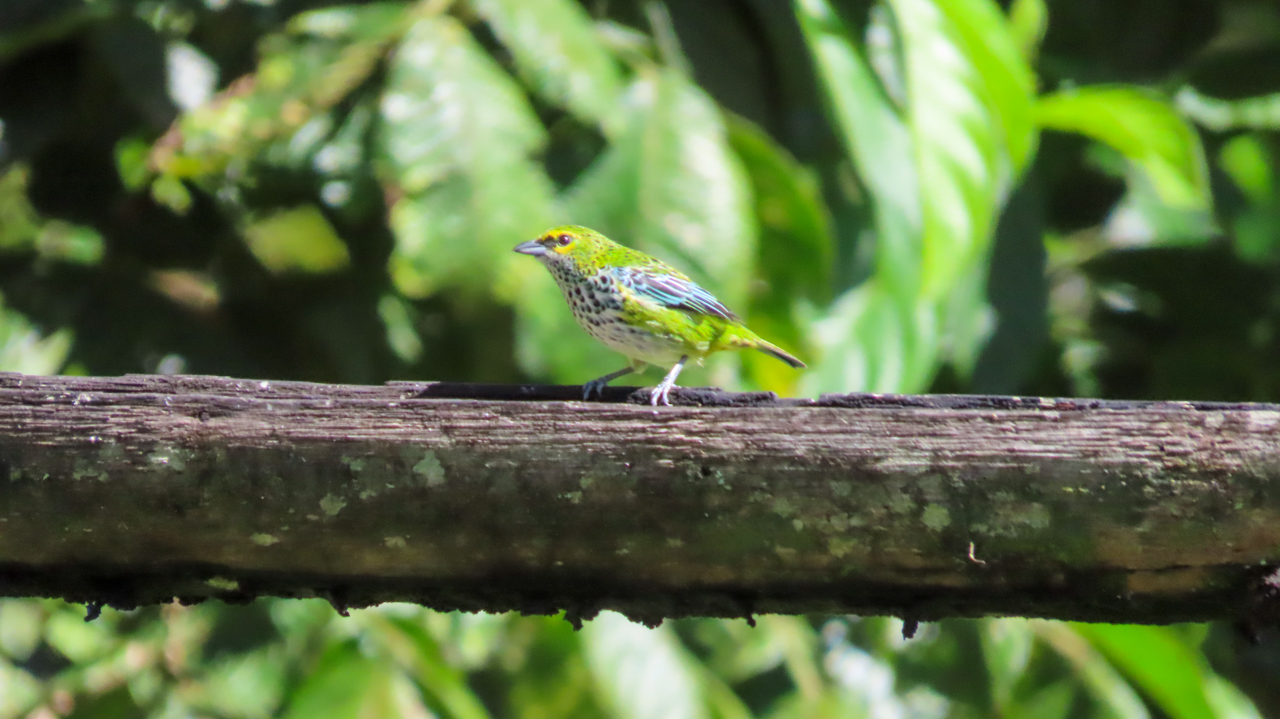 Speckled Tanager