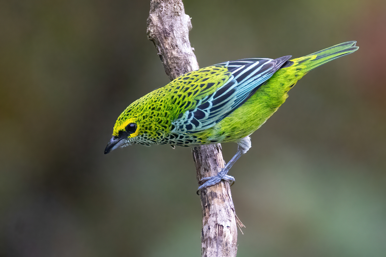 Speckled Tanager