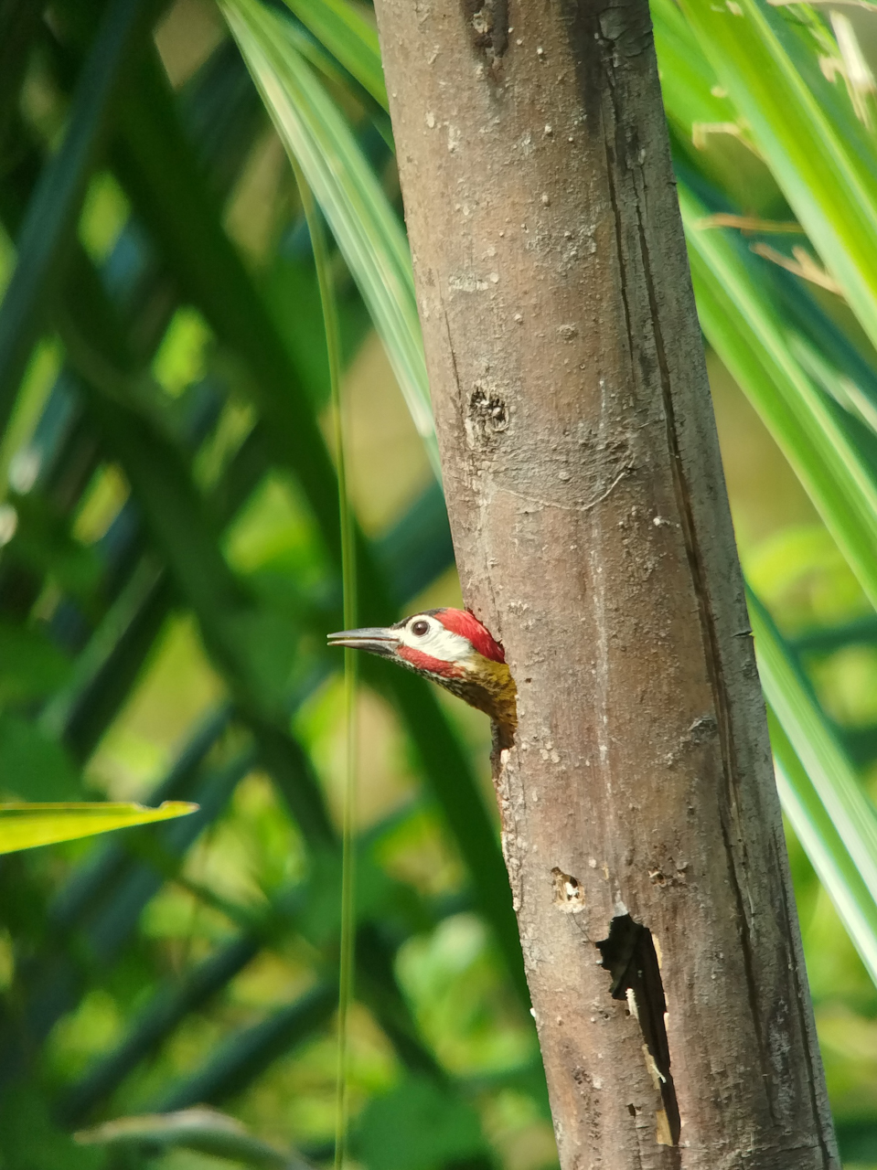 Spot-breasted Woodpecker